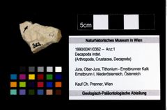 Foto (Objekt + Etikett) von Decapoda indet.  (NHMW-GEO-1990-0041-0362)